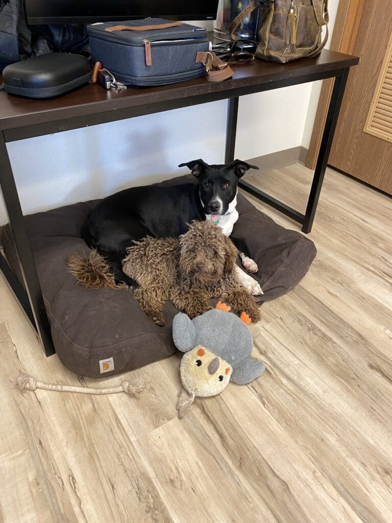 Pepper and Ollie - Monday Office Dogs