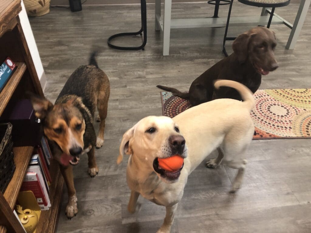 Paisley, Molly and Ruby Tuesday Office Dogs